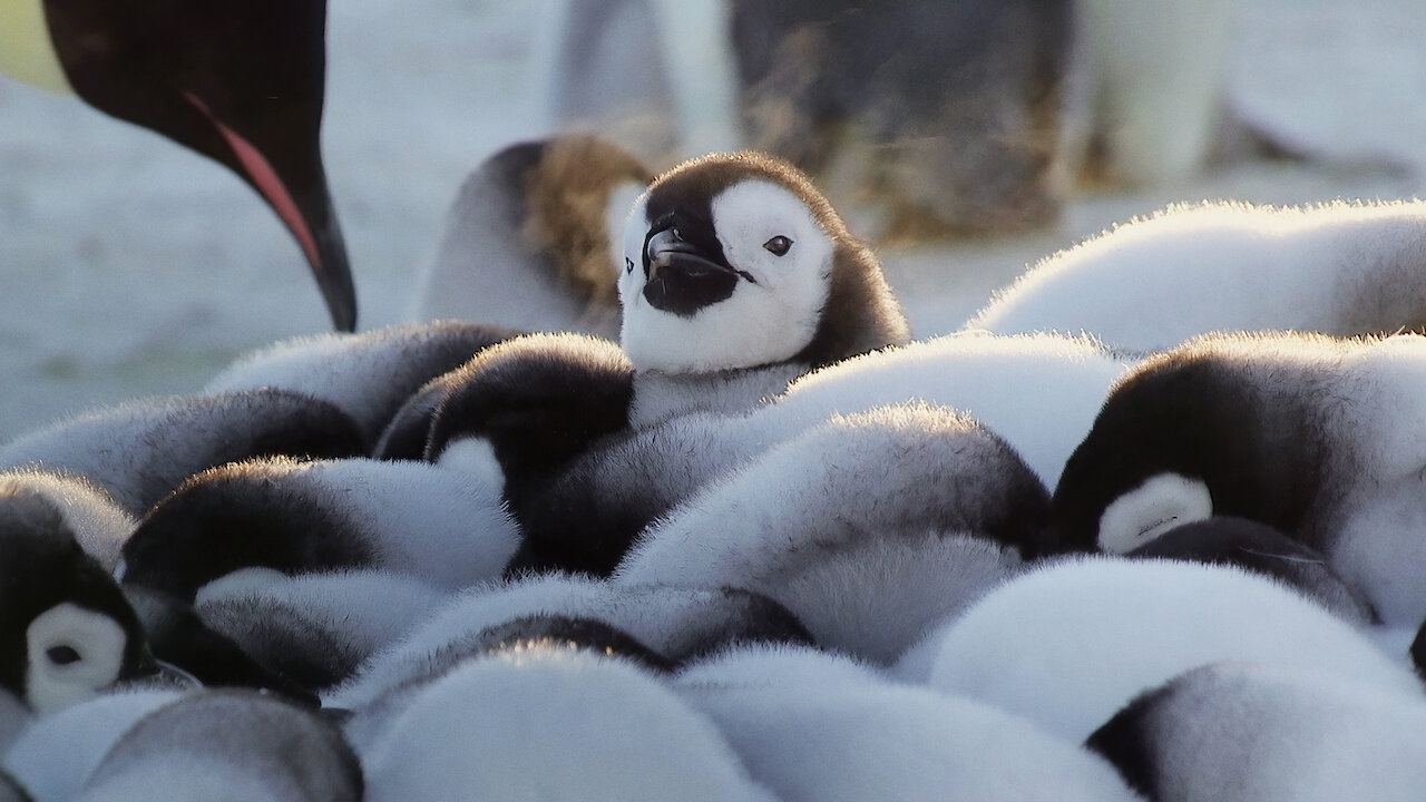 Watch Wild Babies Netflix Official Site watch-wild-babies-netflix-official-site